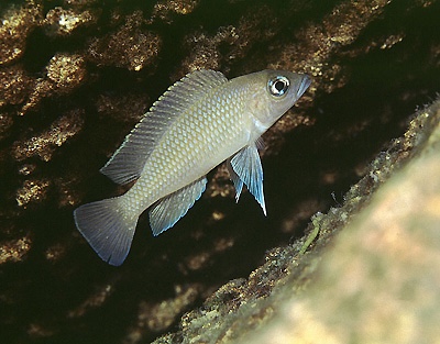 Neolamprologus sp. 'caudopunctatus kipili' Kisambala